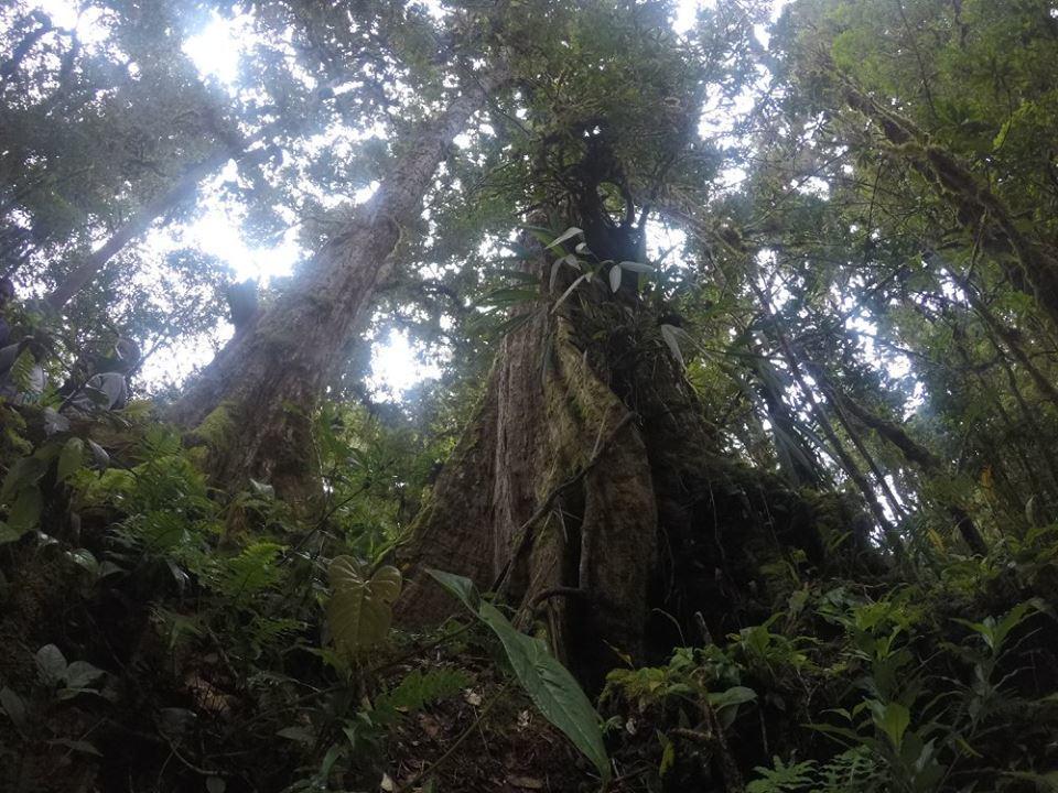 Cabana De Montana La Magnolia, Cerro De La Muerte De La Canuela Cloud Forest Tres de Junio Exteriér fotografie